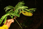 <strong>Serianthes ebudarum - Ramon, Laurence - 16</strong><br />© Ramon, Laurence
